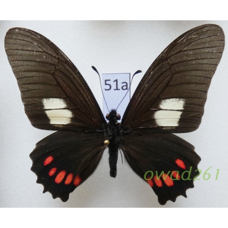 Mimoides xeniades (Hewitson, 1867) Peru 65mm51a